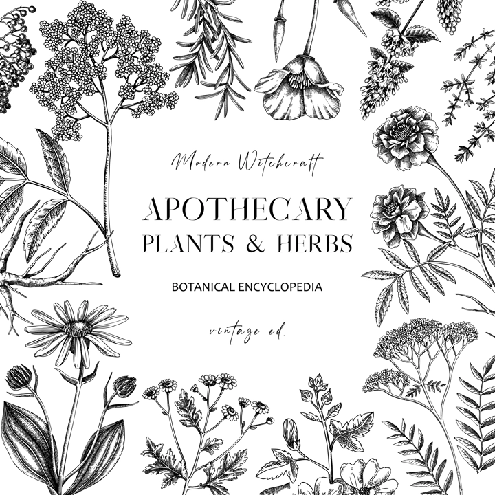 Apothecary plant frame design. Witchcraft background. Herbal remedies, medicinal plant, witch herbs, natural medicine hand-drawn vector illustration. Vinatge card template. NOT AI genereted